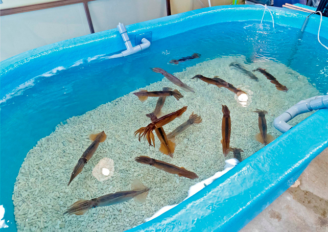 （画像提供：函館自由市場協同組合）