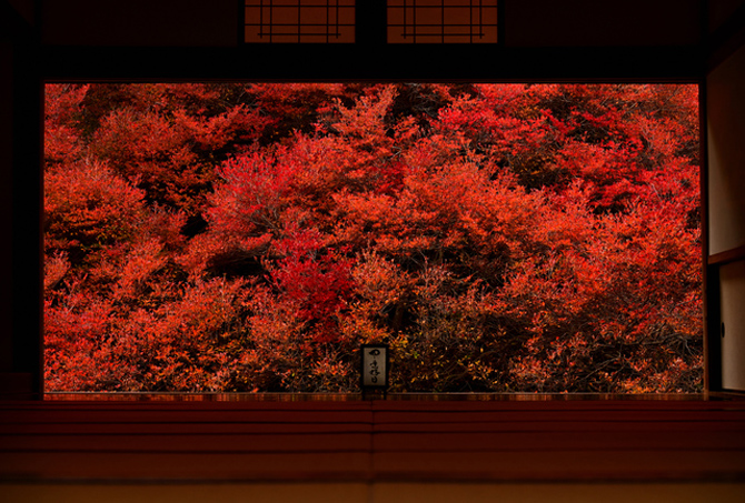 但馬安國寺「ドウダンツツジ」