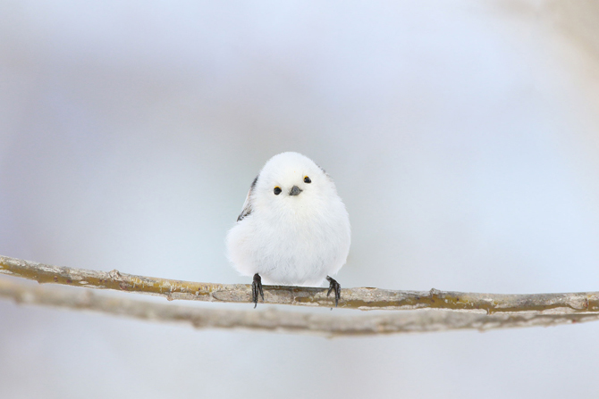 1月20日はシマエナガの日】シマエナガの生態や会える場所、グッズ