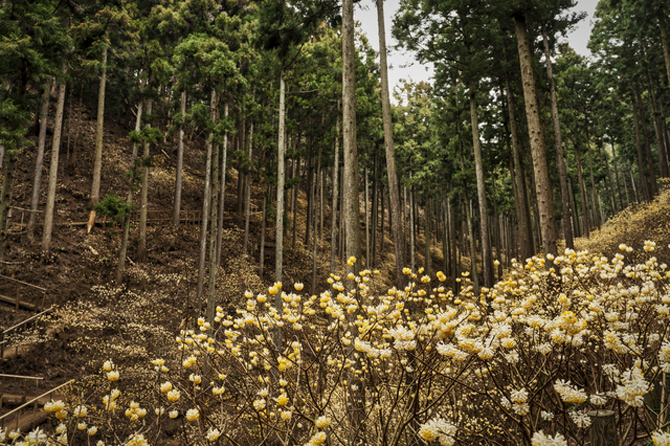 焼森山ミツマタ群生地