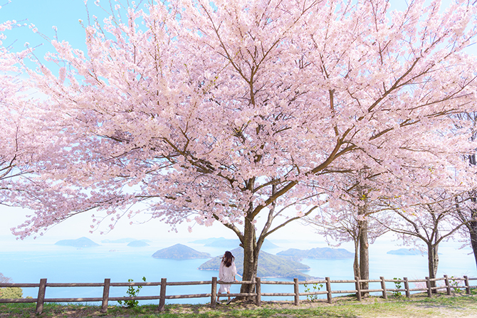 2025】一度は行きたい全国の桜名所・絶景スポット15選！開花見頃予想も 
