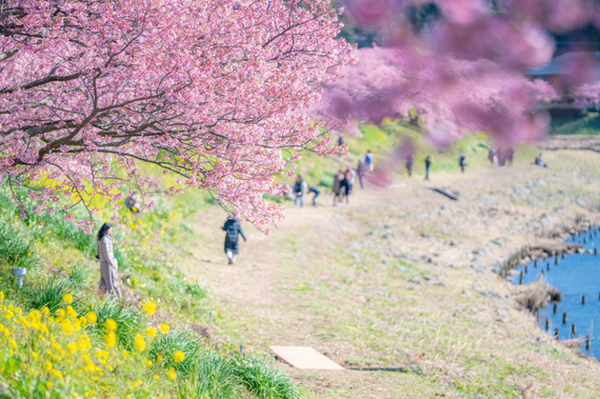さやま桜様 さやま桜様