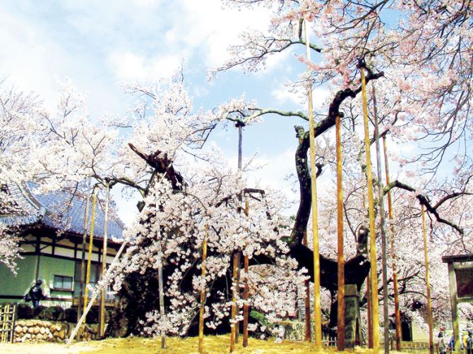 山高神代桜