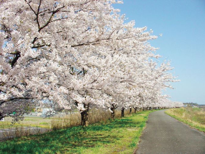 加治川堤の桜