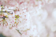 【2024年・上半期】六星占術・細木かおりの開運アドバイス！おでかけ先のおすすめも