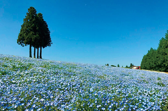【2026】東海のネモフィラ名所9選！青い花絶景を見に行こう＜見頃情報付＞