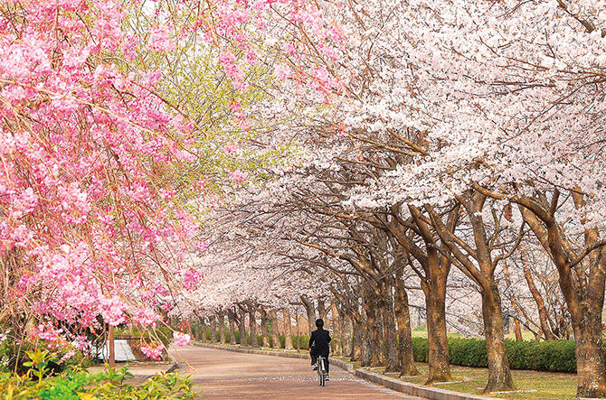 【関西】桜名所・お花見スポットおすすめ16選!2026年の見頃情報をチェック