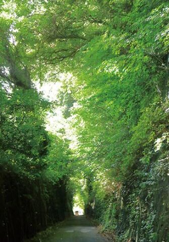 旧小浜鉄道跡の緑のトンネル