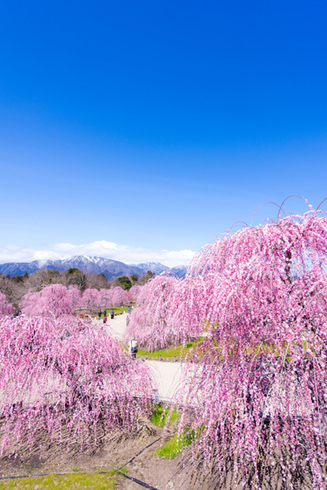 鈴鹿の森庭園 しだれ梅まつり
