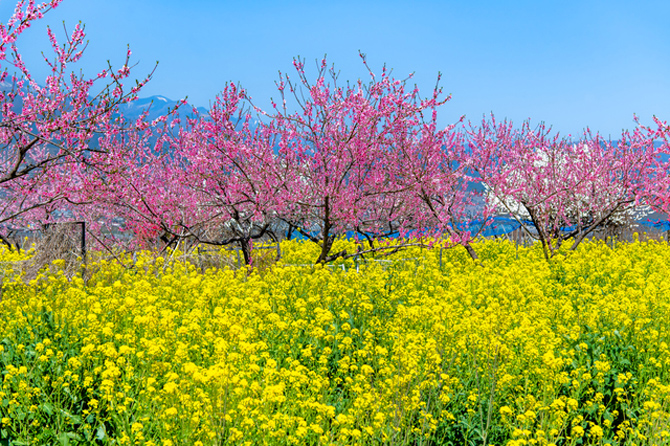 笛吹市桃源郷春まつり