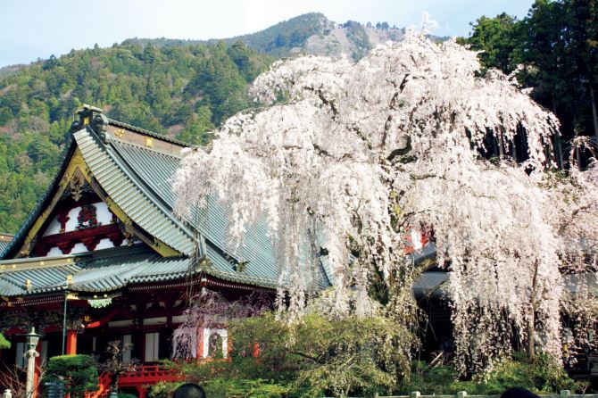 身延山久遠寺のしだれ桜