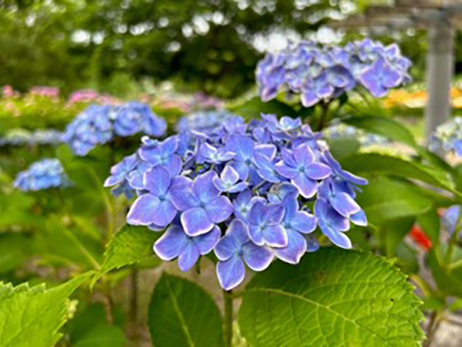 蜻蛉池公園