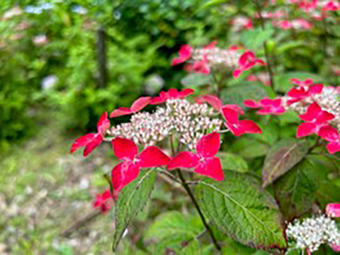 蜻蛉池公園
