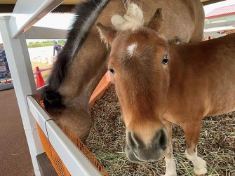 札幌競馬場ターフパーク