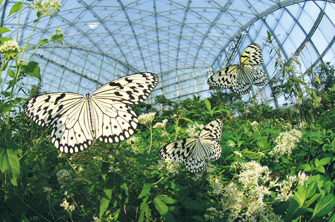 群馬県立ぐんま昆虫の森