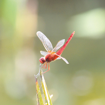 群馬県立ぐんま昆虫の森