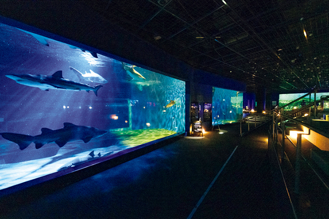 アクアワールド 茨城県大洗水族館