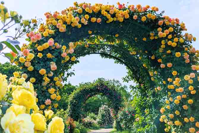 全国の「バラ園」名所おすすめ16選！秋バラの見頃や春バラが美しい時期