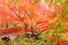 【関東】紅葉が美しい「秋の日帰りデートスポット」15選！カップルで絶景を堪能しよう