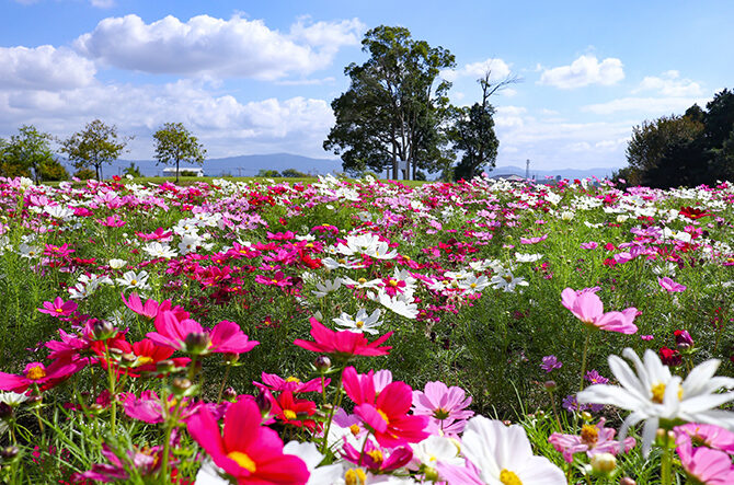 【関西】秋におすすめ花畑14選！9月～11月はコスモス・彼岸花・バラが見頃＜2025＞