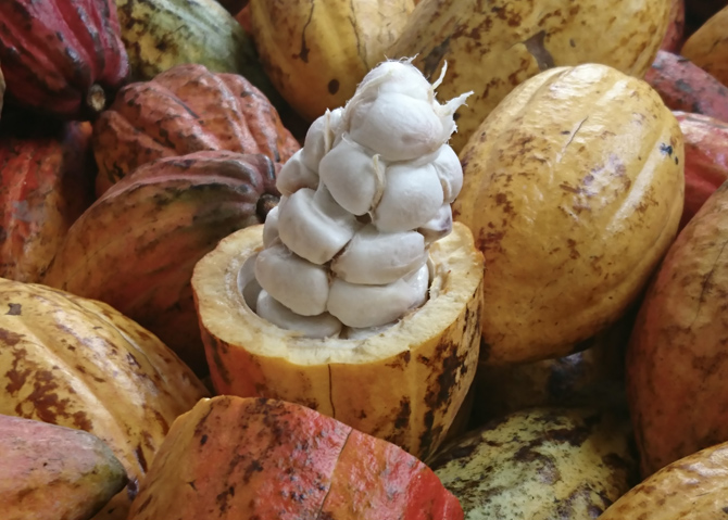 マジドゥショコラ