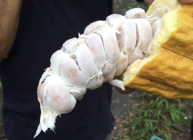 マジドゥショコラ