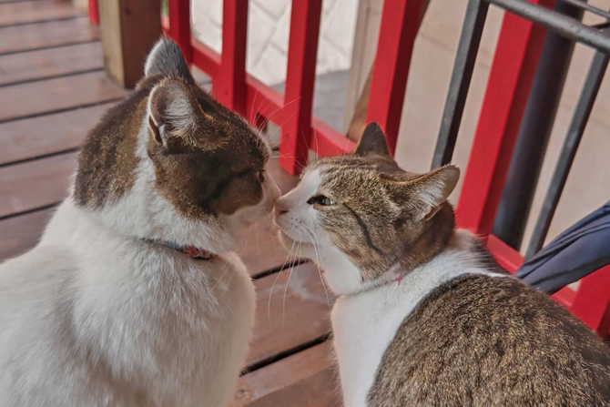 ねこ 会ってみたい！看板ねこランキング2025」発表！愛らしい仕草に癒やされ