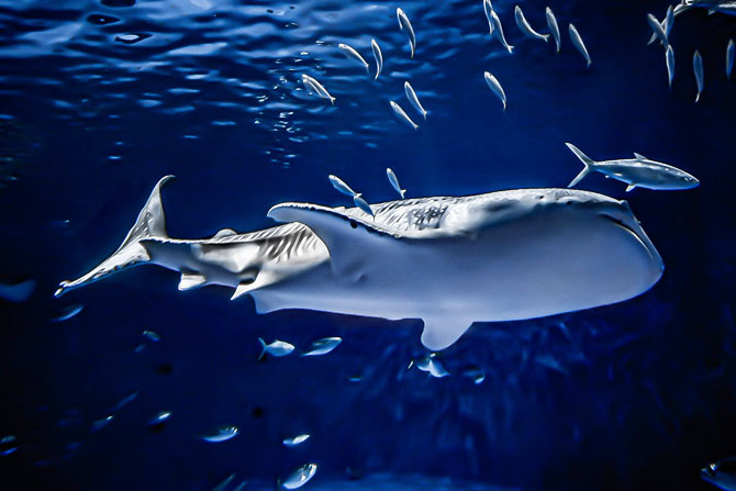 日本でジンベエザメがいる水族館は4館だけ！見どころやお土産を紹介