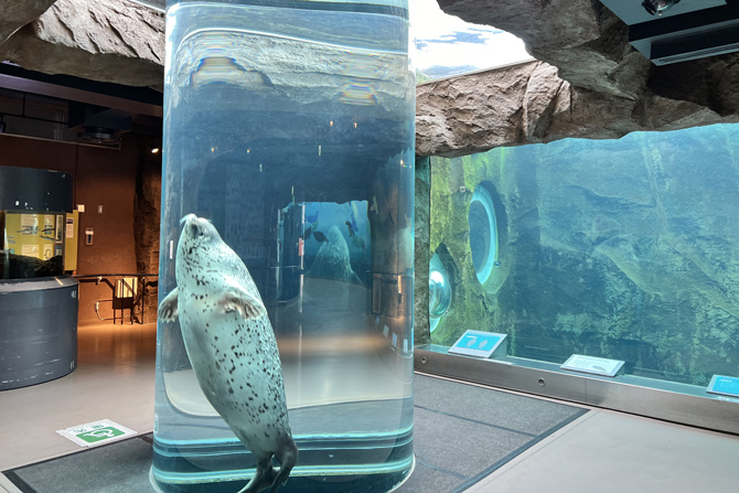 旭山動物園の見どころは？ランチやお土産情報、アクセス・入園料も紹介