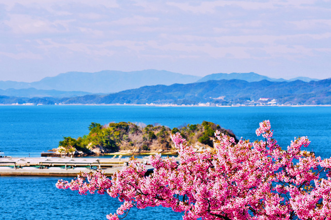 城山歴史公園の河津桜