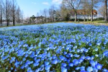 【2026】関西のネモフィラ名所7選！青い花絶景を見に行こう＜開花・見頃情報付＞