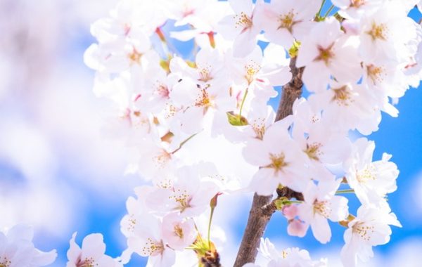 絶景「桜」スポット