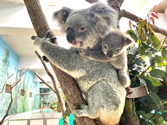 鹿児島市平川動物公園