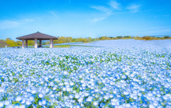春・初夏のカラフル花絶景