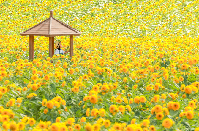 【全国】7月・8月見頃の夏の花絶景42選！ひまわり畑やペチュニア、ユリの花畑が満開＜2025＞
