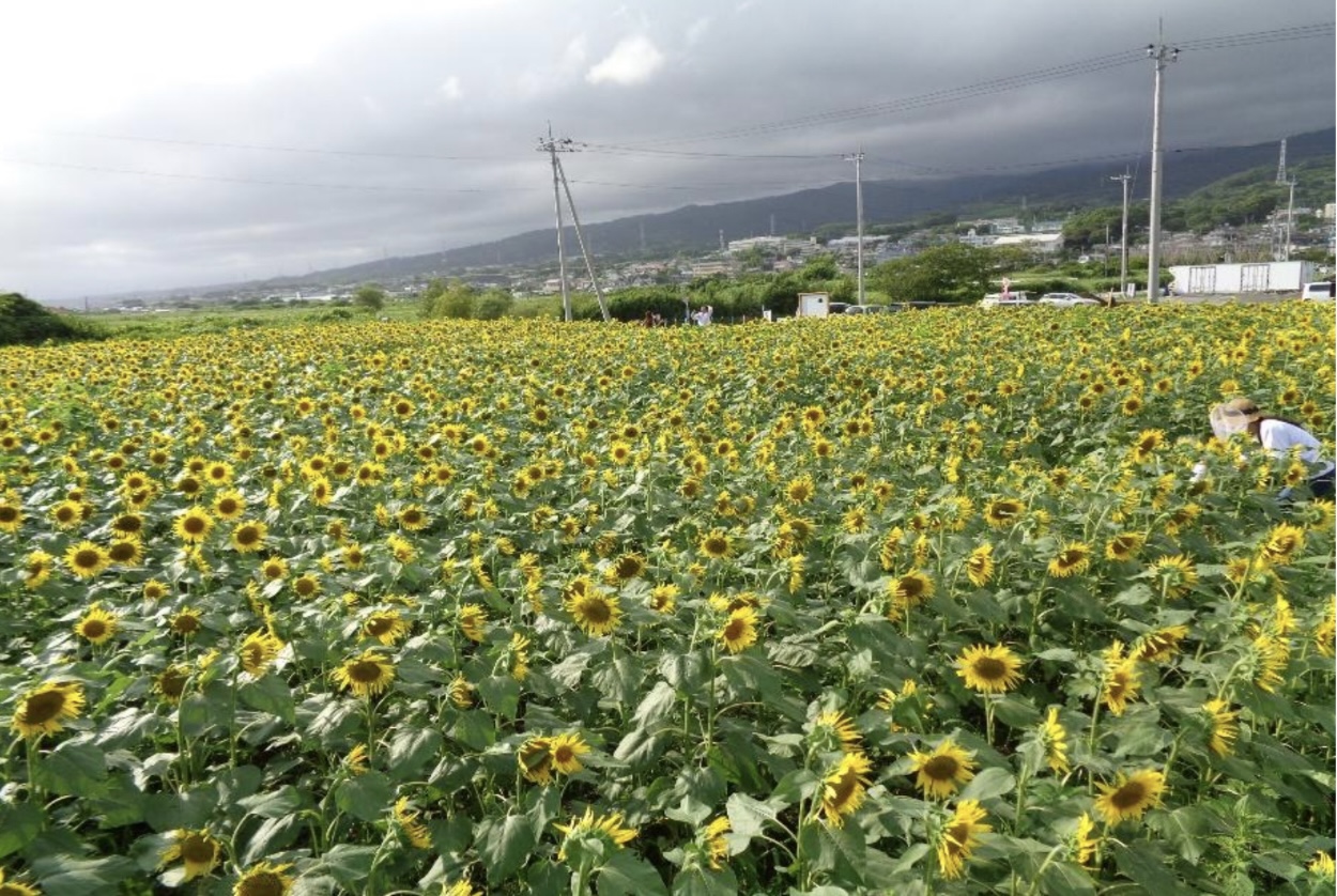 浮島ひまわりらんど