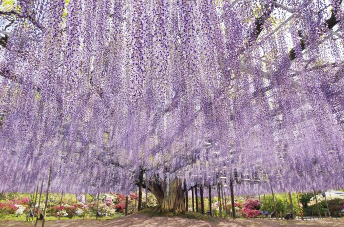 関東近郊】初夏が見頃のお花畑16選！今年こそ見たい美しい花絶景を紹介