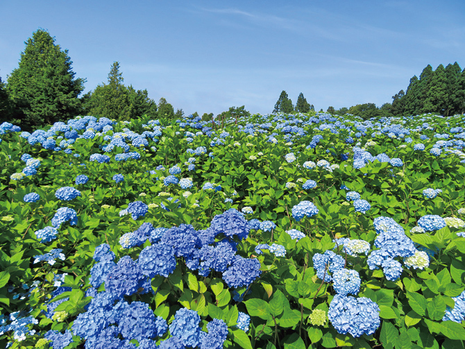 市民の森