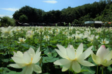 【北海道】旬のひまわりやラベンダー、ハスの花などを観賞できる花絶景スポット4選＜2…