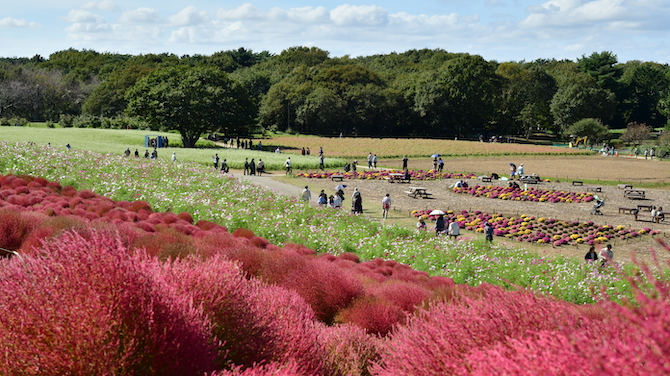 国営ひたち海浜公園