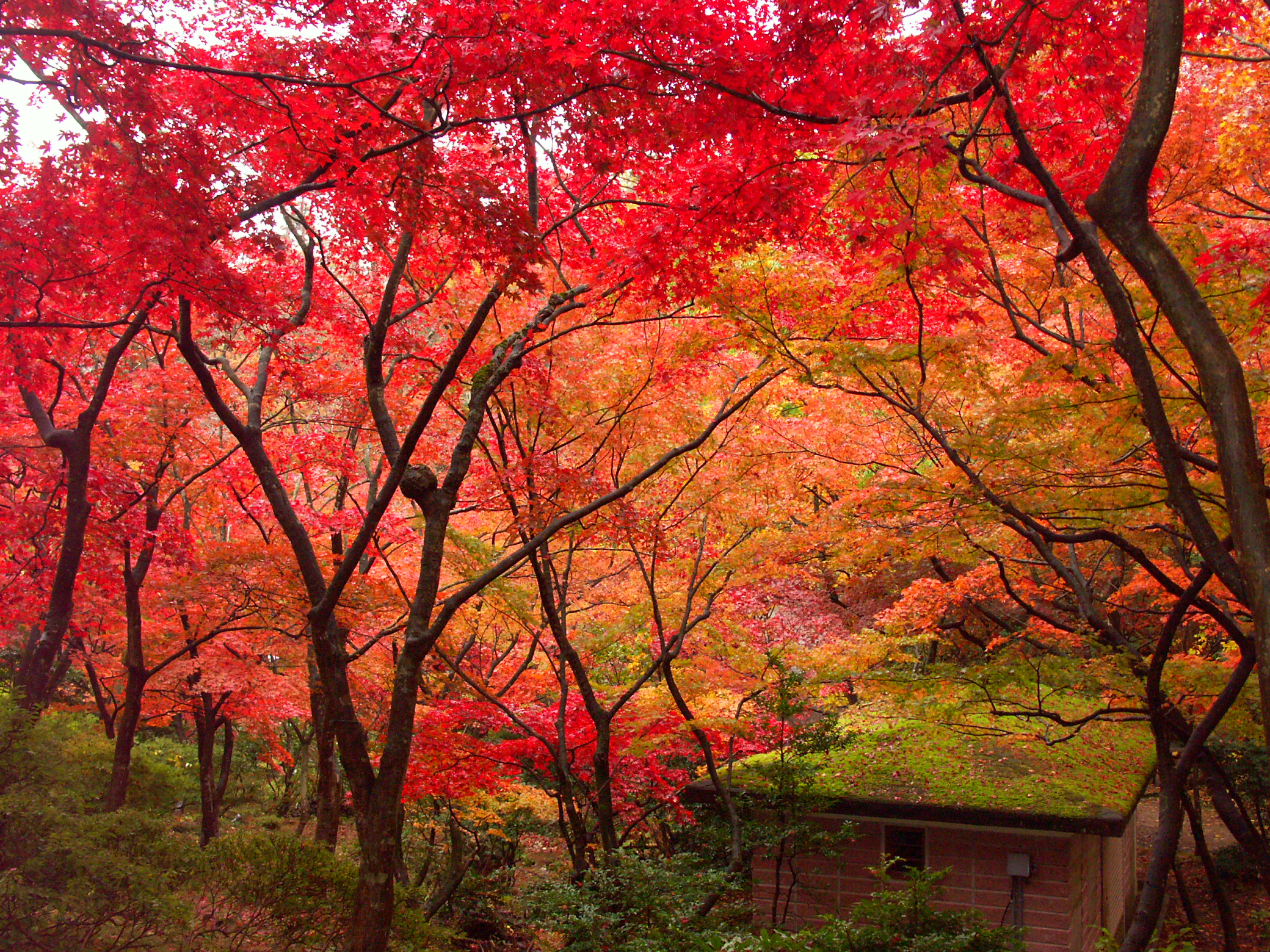 弥彦公園
