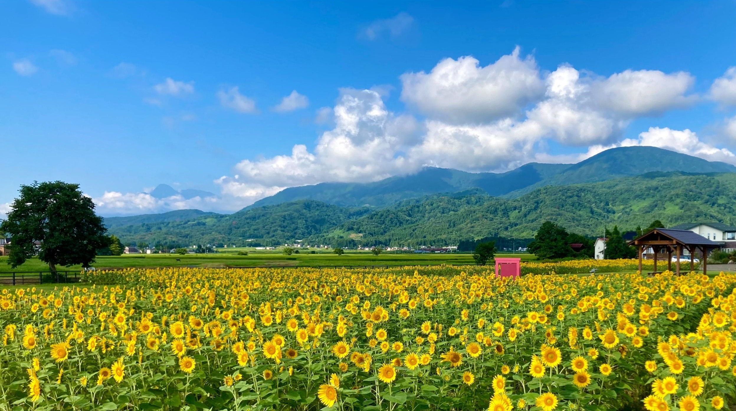 関東近郊の絶景ひまわり畑おすすめ12選！2025年最新の見頃情報や