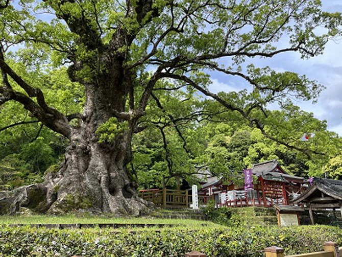 蒲生八幡神社