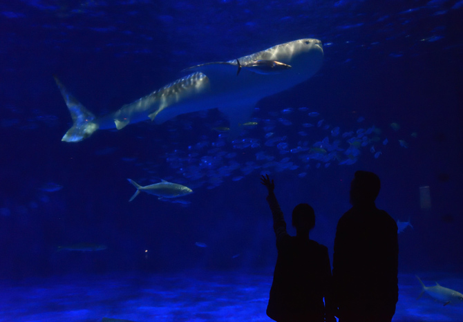 いおワールドかごしま水族館