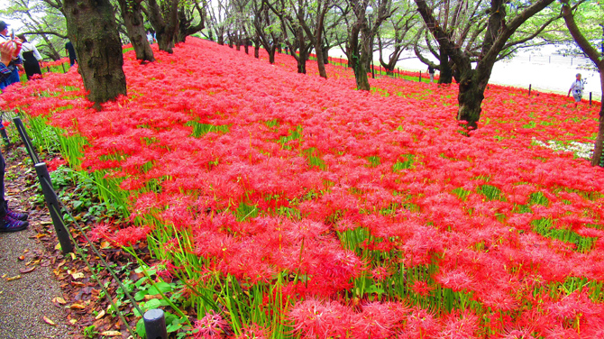 権現堂公園4号公園(幸手権現堂桜堤)