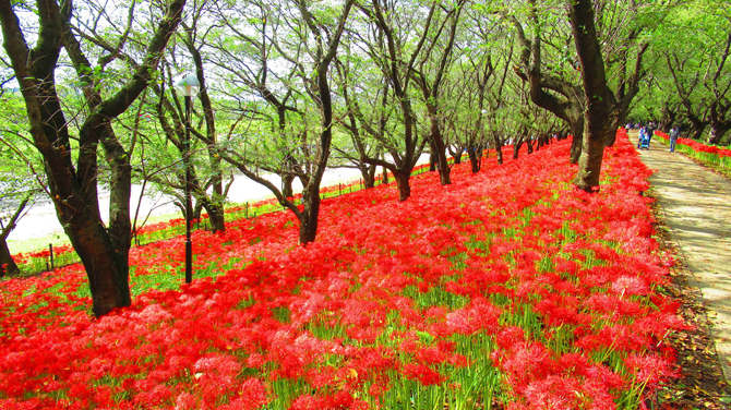 権現堂公園4号公園(幸手権現堂桜堤)