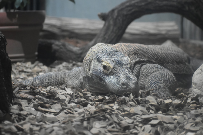 名古屋市東山動植物園