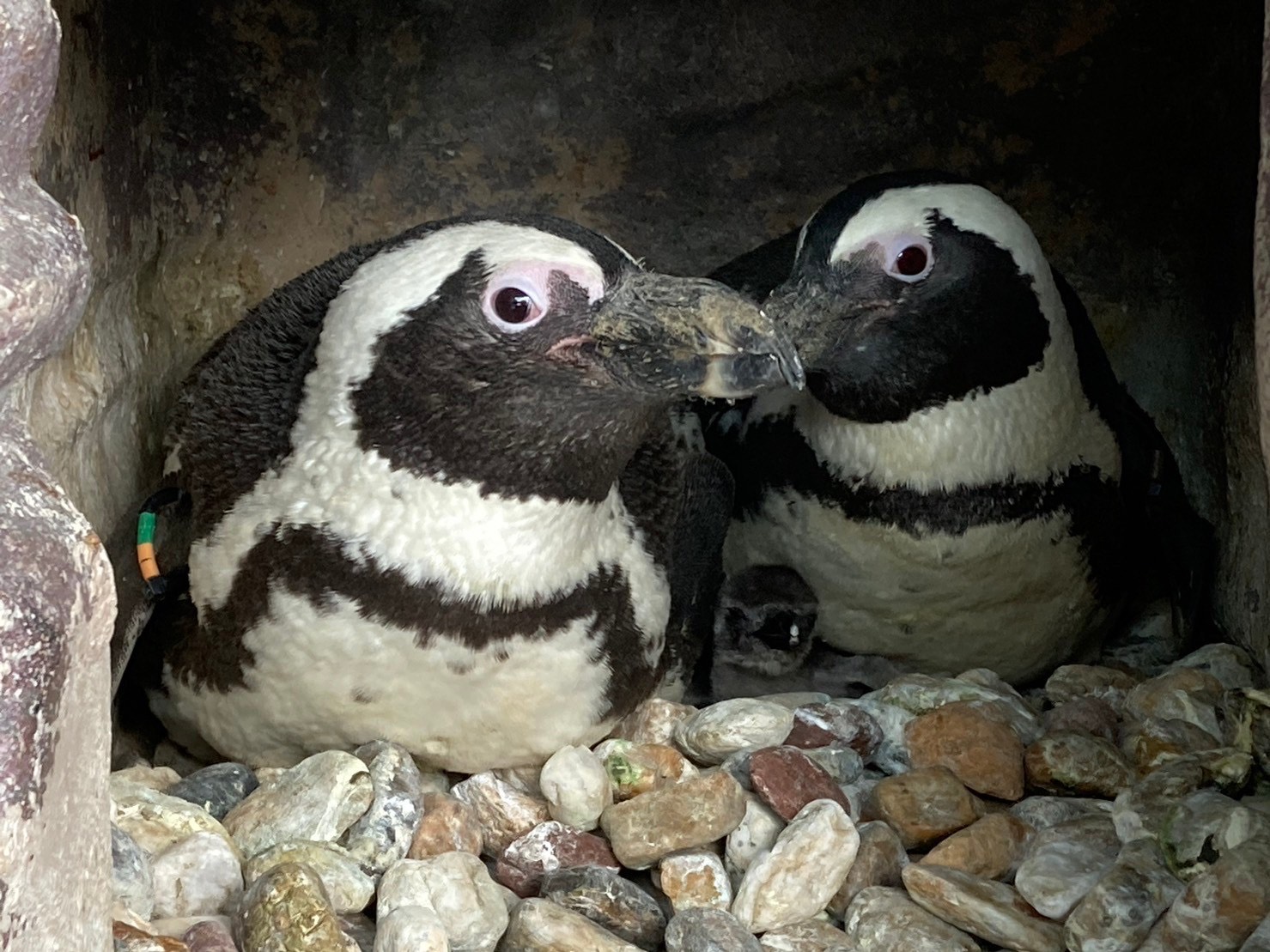 （画像提供：京都水族館）