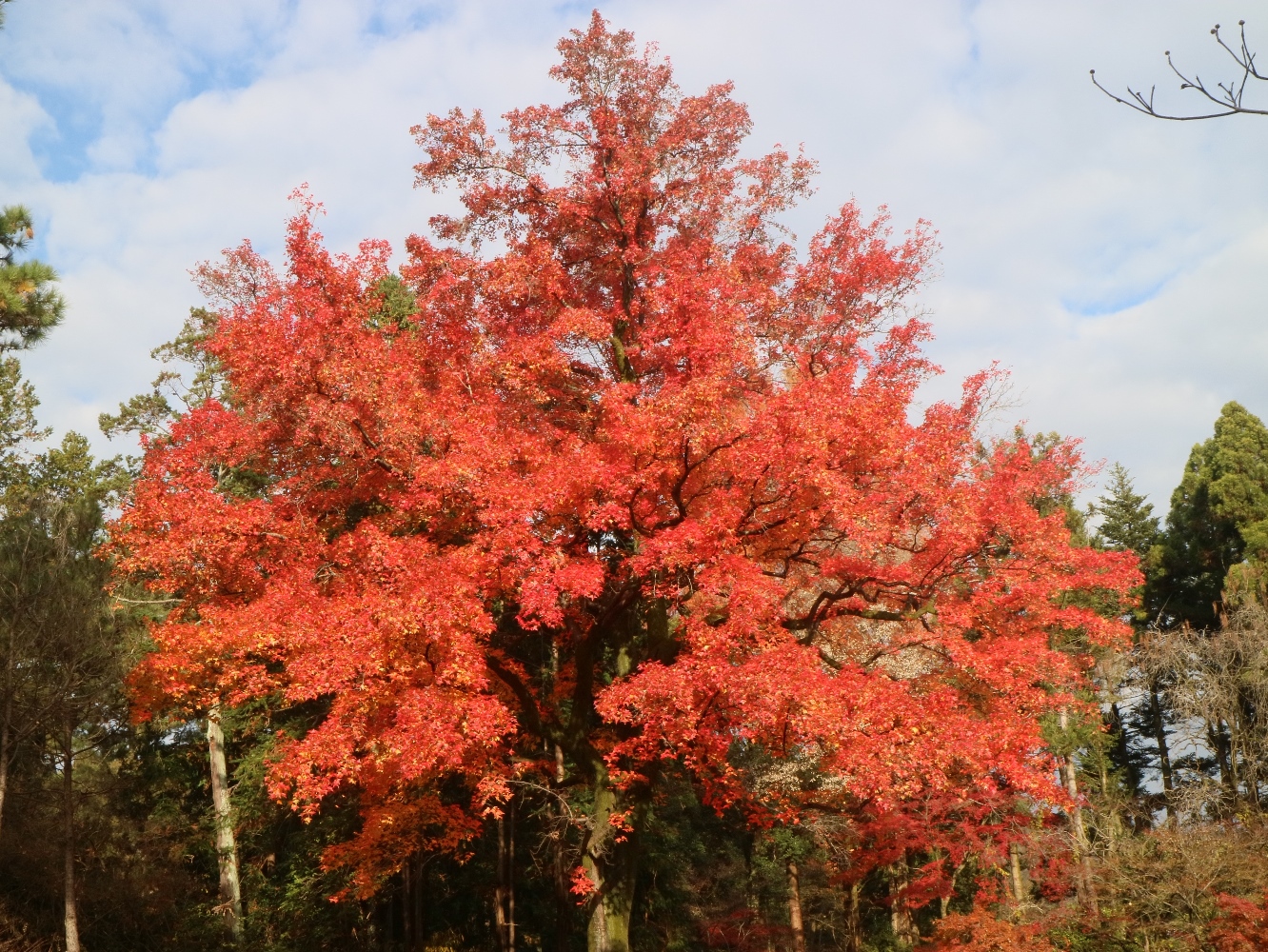 （画像提供：京都府立植物園）