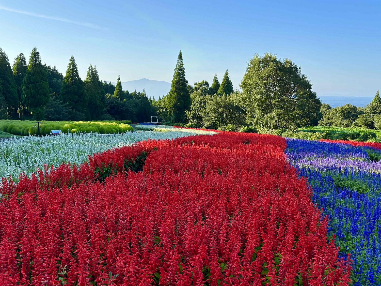 くじゅう花公園